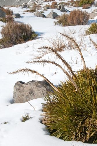 Surviving In Winter Snow - Flora - South Island New Zealand _DSC0097