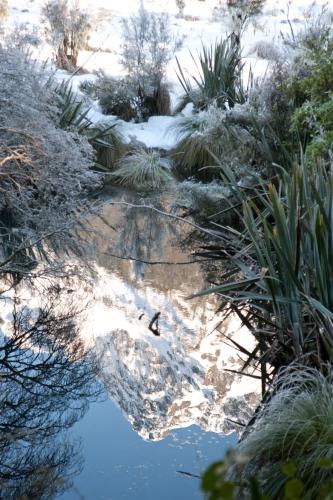 Cold Living - Flora - South Island New Zealand - DSC_2816