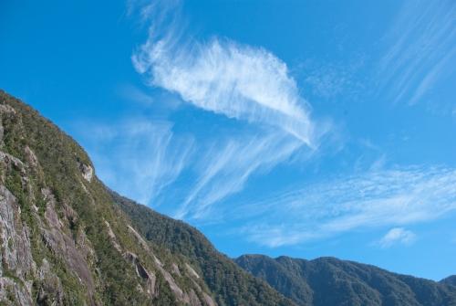 Flora Under A Cloud  - Flora - South Island New Zealand    _DSC0040