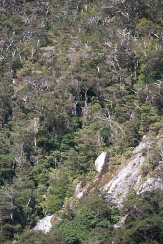 On Rocky Terrain - Flora - South Island New Zealand    _DSC0039