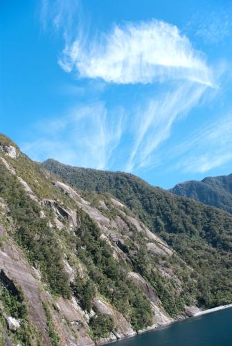 Thriving Flora - Flora - South Island New Zealand    _DSC0041