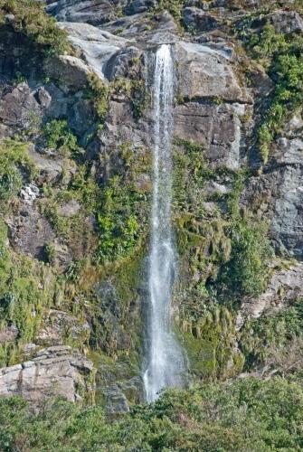 Watering - Flora - South Island New Zealand    _DSC0033