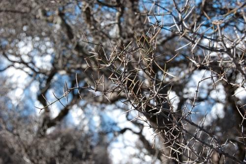 Thorns Of Matagouri - Flora - South Island New Zealand _DSC0009