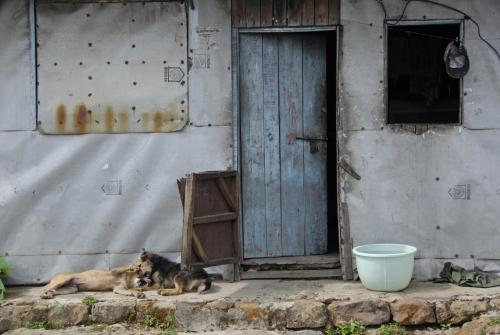 Dogs Life -Reportage - 'Plight of the Khasi Tribe'_DSC0214