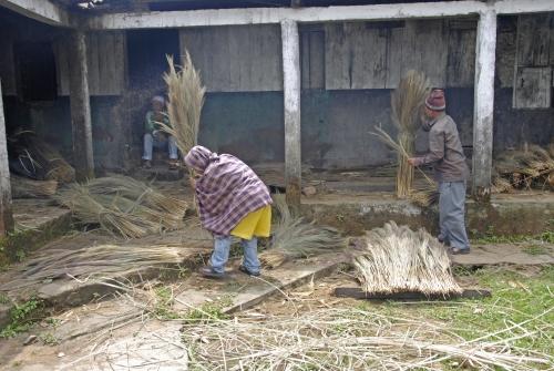 Broomstick Plant - Reportage - 'Plight of the Khasi Tribe'_DSC0231