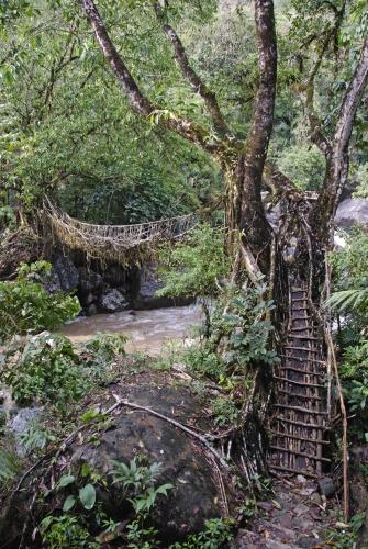 Banyan Root Bridge - Reportage - 'Plight of the Khasi Tribe'_DSC0164