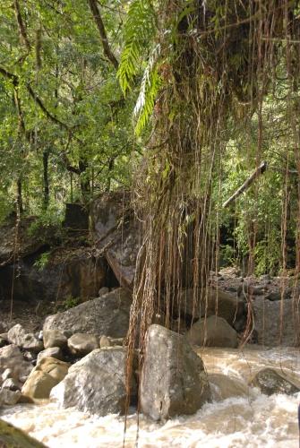 Hanging Banyan Tree Roots - Reportage - 'Plight of the Khasi Tribe'_DSC0168