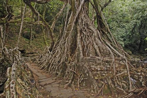 Roots of the Banyan Tree - Reportage - 'Plight of the Khasi Tribe'_DSC0022