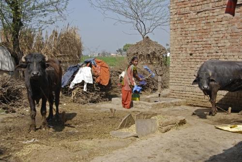 Food, fuel and building material  - Reportage - India - Death Knell For Snake Charming _DSC0080a