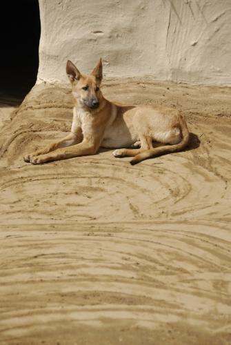 Dogs Approval - Reportage - India - Death Knell For Snake Charming_DSC0155a