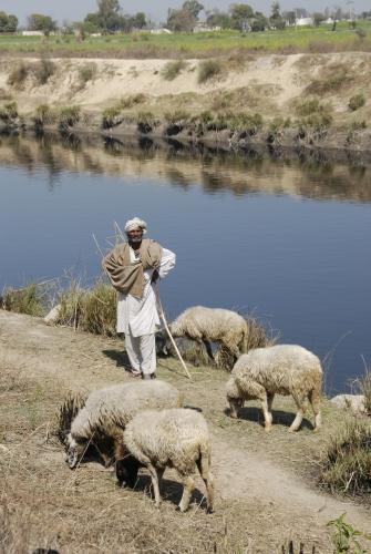 Guarding the Flock - Reportage - India - Death Knell For Snake Charming _DSC0062b