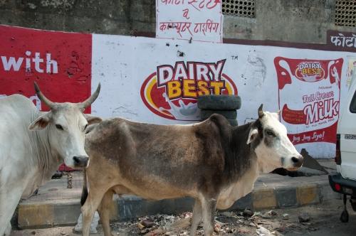 Dairy Best - India, Urban Lifestyle, Street Scene _DSC4655