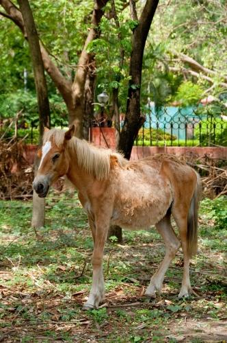 How Long - India, Fauna, Horse   _DSC4556