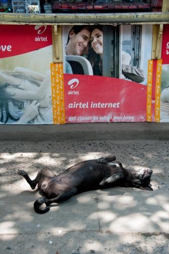 Hot Dog - India, Street Scene, Dogs_DSC4604