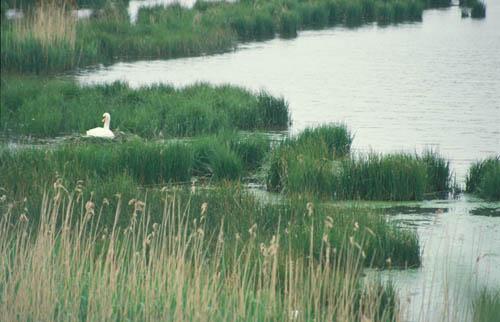 Mute Swan on Nest 1 - Fauna UK Box 2 File 5  m1 1 
