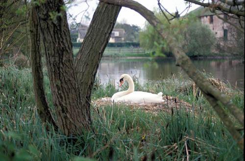Mute Swan on Nest 2 - Fauna UK Box 2 File 5  m1 2  