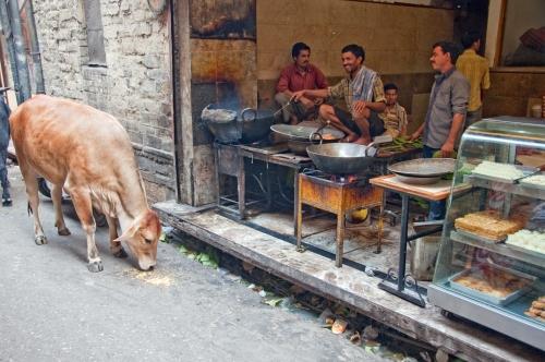Respect - India - Urban Lifestyle, Street Scene, Cows,  _DSC4672