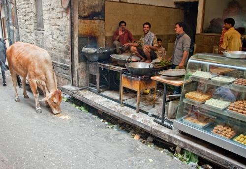Revered - India - Urban Lifestyle, Street Scene, Cows,  _DSC4671