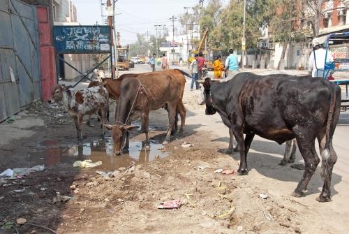 Watering Hole - India - Urban Lifestyle, Street Scene, Cows,  _DSC0019