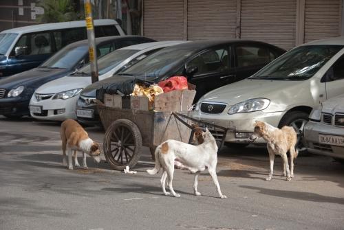 Cart Meal - Urban Lifestyle, India, Street Scene, Dogs, _DSC0012