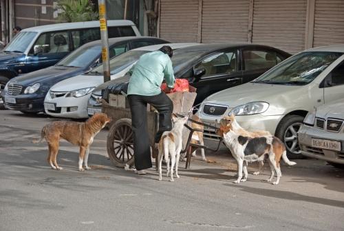 Dog's Dinner - Urban Lifestyle, India, Street Scene, Dogs, _DSC0011