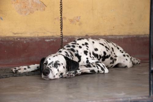 Unenthusiastic - Urban Lifestyle, India, Street Scene, Dogs,  _DSC0067