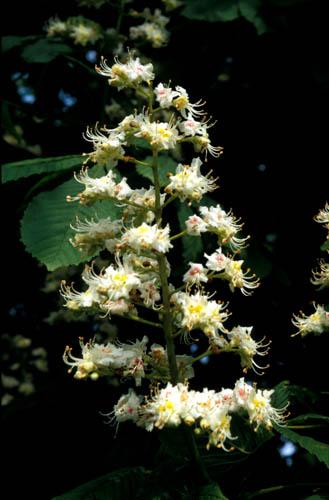 Horse Chestnut Tree Flowers - UK Flora Box 2 File 4 m 10 18