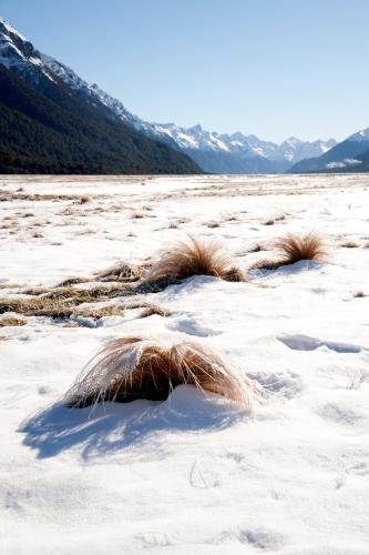 Snow On The Tussock Grass - Flora - South Island New Zealand - DSC_2806