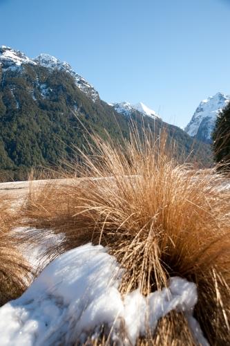 Tussock in Winter - Flora - South Island New Zealand - DSC_2826