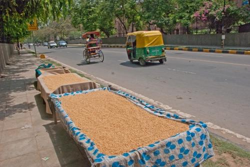 Capital City Rice Beds- India, Urban Lifestyle, Street Scene, Rice Drying _DSC0044