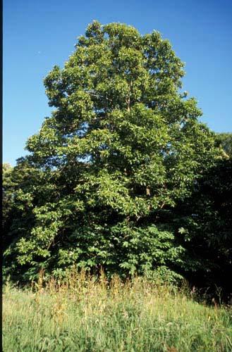 Sweet Chestnut Tree 1- UK Flora Box 2 File 4 m 12 13