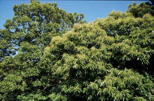 Sweet Chestnut Tree in Flower 1 -  UK Flora Box 2 File 4 m 12 15