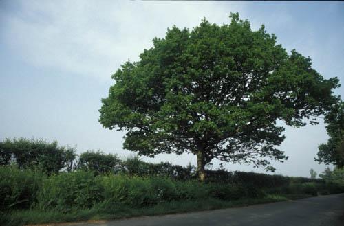 Oak Tree in Summertime 1 - UK Flora Box 2 File 4 m 13  6