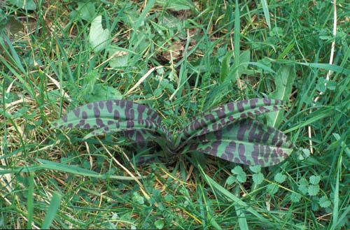 Wild Orchid Common Spotted Leaves 1 - UK Flora Box 2 File 4 m 7 13