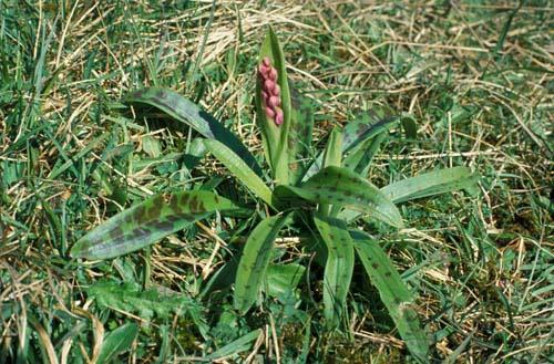 Wild Orchid Leaves Common Spotted 4 - UK Flora Box 2 File 4 m 7 16 