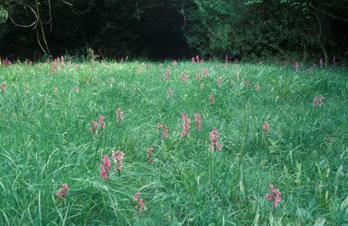 Wild Orchids Common Spotted 1 - UK Flora Box 2 File 4 m 5 19 