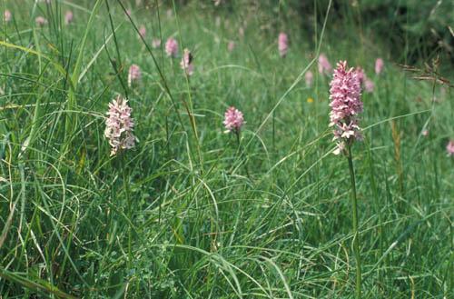 Wild Orchids Common Spotted 5 UK Flora Box 2 File 4 m 6 9 