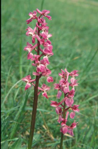 Wild Orchids Common Spotted 4 - UK Flora Box 2 File 4 m 6 4 