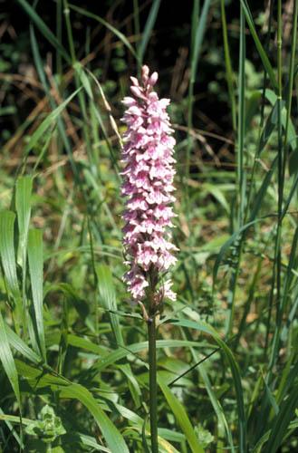 Wild Orchids Common Spotted 6 - UK Flora Box 2 File 4 m 6 13 