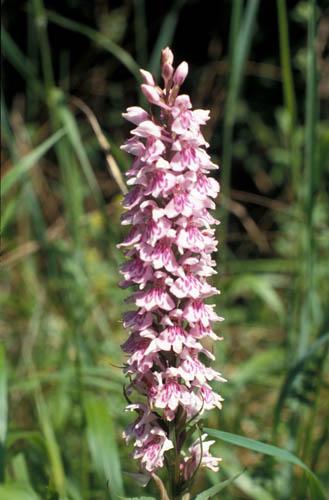 Wild Orchids Common Spotted 7 - UK Flora Box 2 File 4 m 6 14 