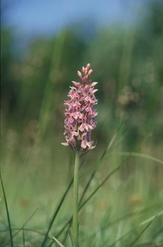 Wild Orchids Common Spotted 8 - UK Flora Box 2 File 4 m 6 15