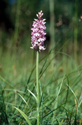 Wild Orchids Common Spotted 9 - UK Flora Box 2 File 4 m 6 16 