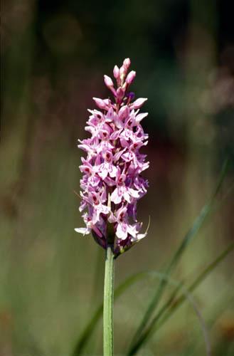 Wild Orchids Common Spotted 10 - UK Flora Box 2 File 4 m 6 17 