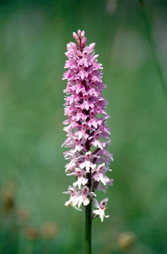 Wild Orchids Common Spotted 13 - UK Flora Box 2 File 4 m 6 20 