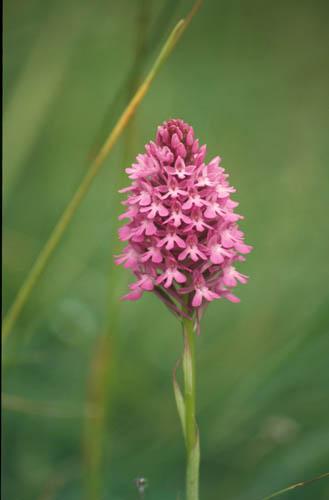 Wild Orchids Pyramidal 2 - UK Flora Box 2 File 4 m 7 6