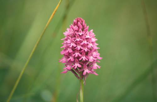 Wild Orchids Pyramidal 2 - UK Flora Box 3 File 4 m 7 5
