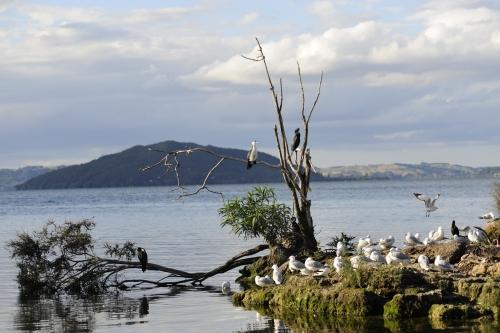 4 Bird Sign - NZ Maori Reportage _DSC6223
