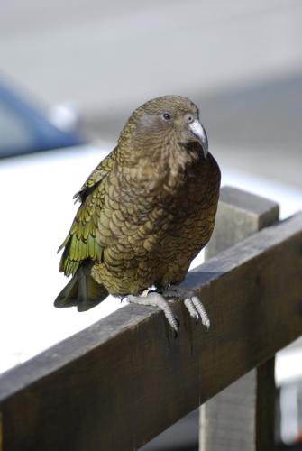 12 Kea _ created by the God of the Forests - NZ Maori Reportage  _DSC0009