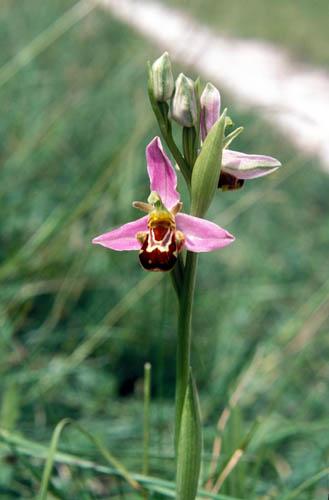 Wild Orchids Bee 3  - UK Flora Box 2 File 4 m 7 12