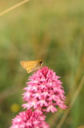 Wild Orchids Pyramidal Orchids and Butterfly 3 Fauna - UK Box 2 File 5  m 3 3 